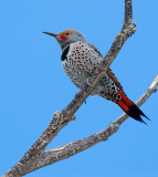 DSC_5066aC.jpg