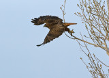 DSC_4185a.jpg