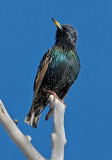 DSC_4088a.jpg