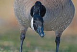 DSC_6029a.jpg