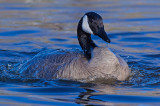 DSC_6300a.jpg