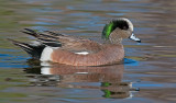 DSC_6335aC.jpg
