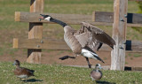 DSC_6358a.jpg