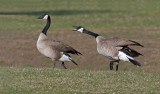DSC_6359aC.jpg