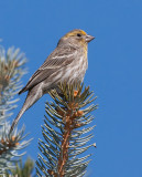 DSC_6682a.jpg