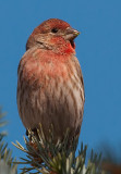 DSC_6712a.jpg