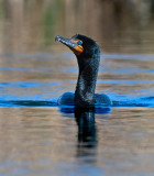 DSC_7655a.jpg