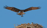 DSC_8010a.jpg