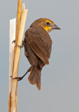 DSC_9187a.jpg