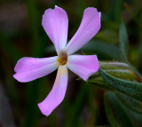 DSC_9293a.jpg