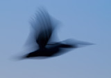 DSC_0876a.jpg