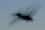 DSC_0901a.jpg