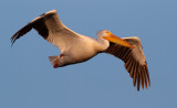 DSC_1030a.jpg