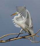 DSC_2575cC.jpg