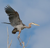 DSC_2596a.jpg