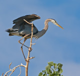 DSC_2665a.jpg