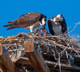 DSC_4670aC.jpg