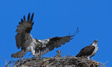 DSC_4846a.jpg