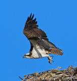 DSC_4907a.jpg