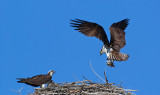 DSC_5222a.jpg