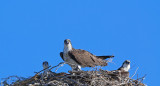 DSC_5236a.jpg