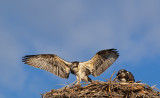 DSC_6445a.jpg