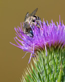 DSC_8534a.jpg