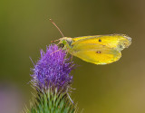 DSC_8648a.jpg