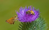DSC_8668a.jpg