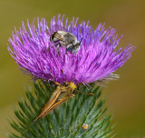 DSC_8806a.jpg