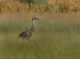 DSC_8997a.jpg