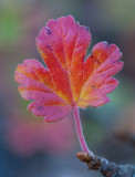 DSC_1555a.jpg