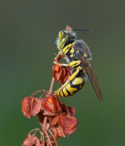 DSC_9987a.jpg