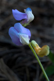 DSC_7853a.jpg
