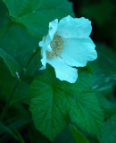 DSC_0323a.jpg