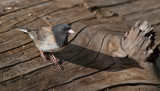DSC_6294a.jpg