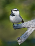 DSC_6632a.jpg