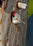 DSC_7054a.jpg