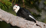DSC_7108a.jpg