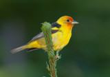 DSC_7122a.jpg