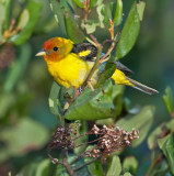 DSC_7137a.jpg