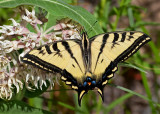 DSC_1230a.jpg