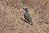 DSC_1278a.jpg