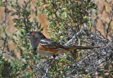 DSC_1310a.jpg