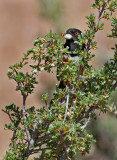 DSC_1341a.jpg
