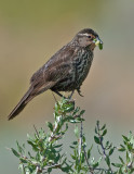 DSC_1389a.jpg
