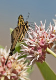DSC_1419a.jpg