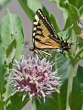 DSC_1424a.jpg