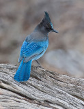 DSC_6480a.jpg