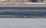 DSC_6589a.jpg